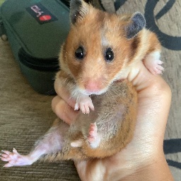 Ivan